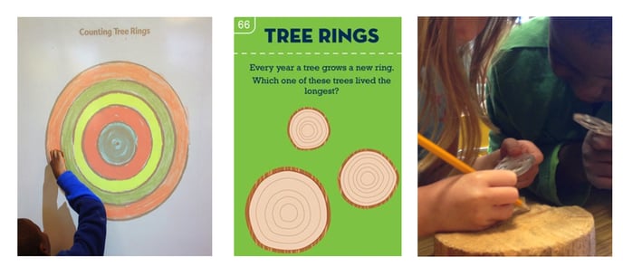 Image 5 - counting tree rings.png