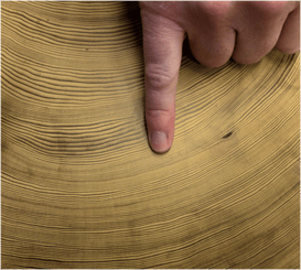 Image 7 - tree rings.png