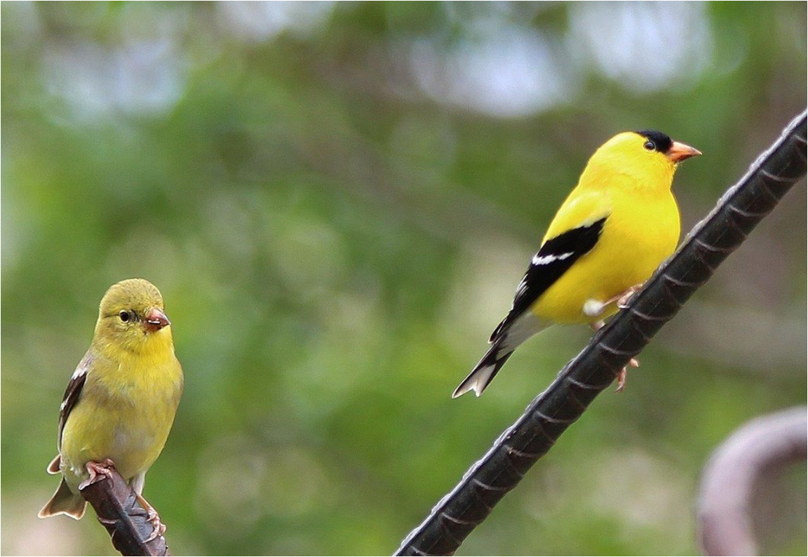 Image 6- 2 goldfinches